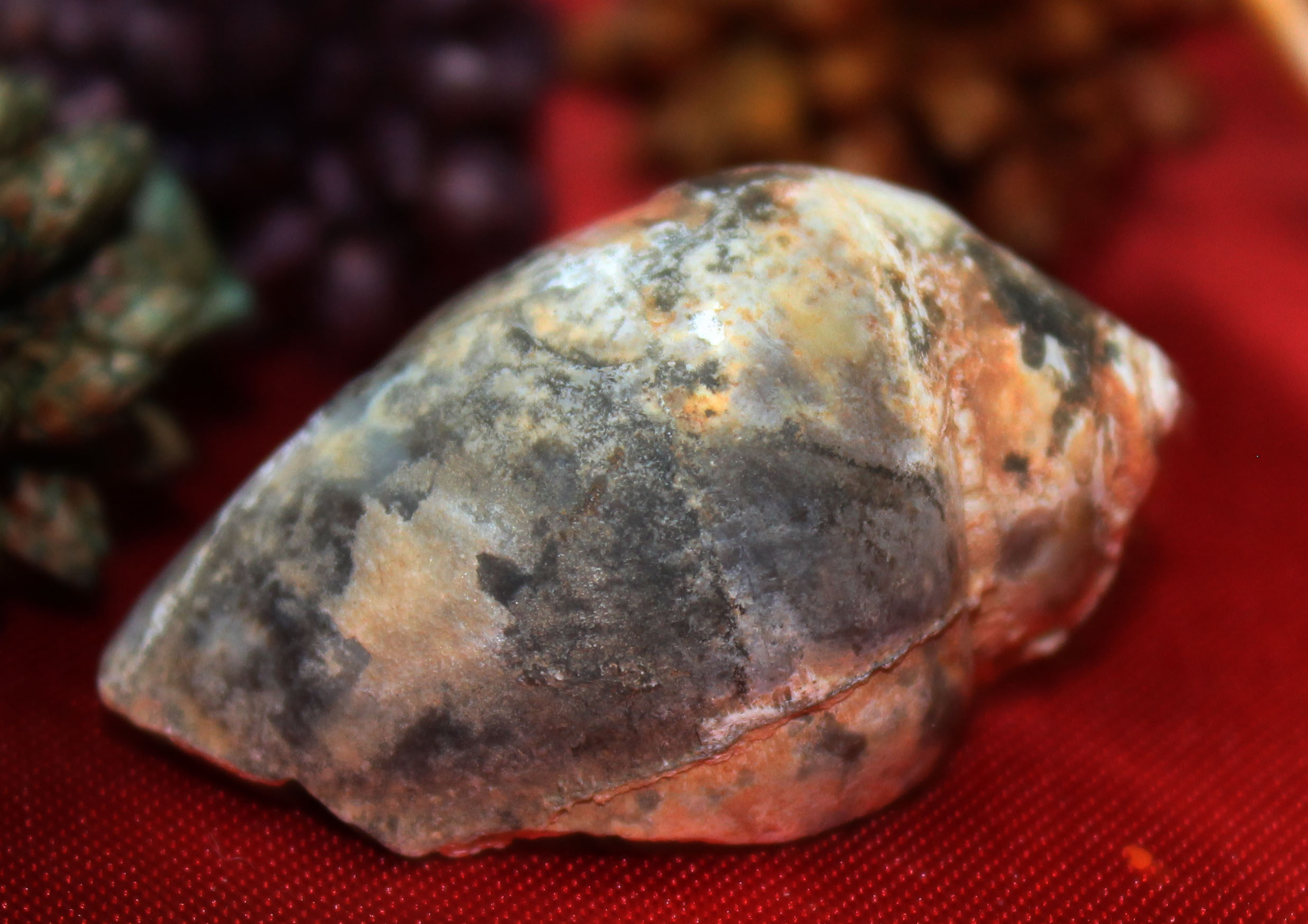 Heera Shankh 0245 